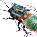 Дистанционно управляемые тараканы-киборги с самозаряжающимися батареями