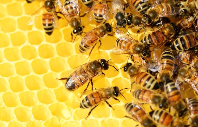 Пчелы способны решать головоломки, учась друг у друга