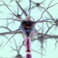 Ученые открыли, как производить новые нейроны