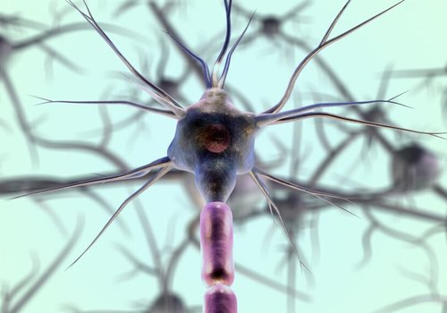Ученые открыли, как производить новые нейроны