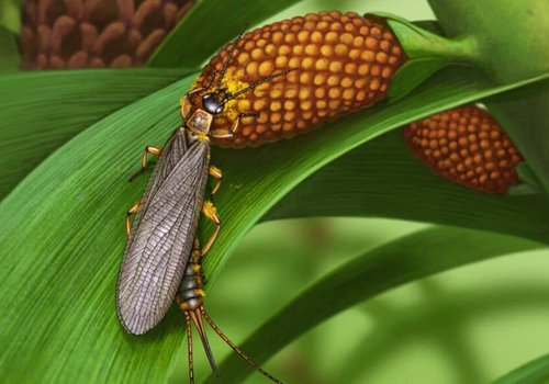 Открытие древнейшего насекомого-опылителя, датируемого 280 миллионами лет назад