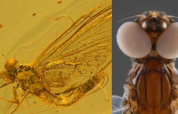 В янтаре возрастом 35 миллионов лет обнаружено новое насекомое