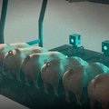 Китай выращивает клонов животных только с помощью роботов