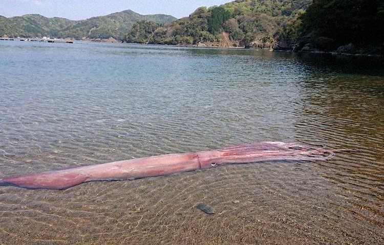 Гигантский кальмар длиной более 3 метров выброшен (живым) на японский пляж