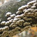 Считается, что грибы общаются друг с другом с помощью примерно пятидесяти 