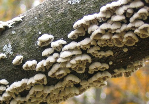 Считается, что грибы общаются друг с другом с помощью примерно пятидесяти 