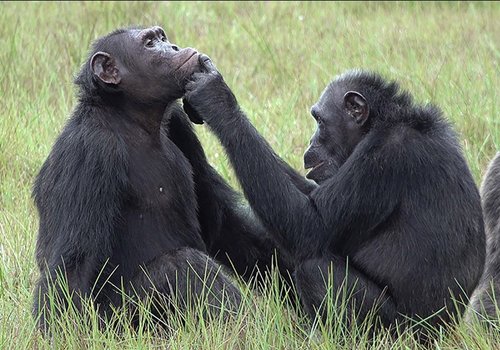 Шимпанзе используют насекомых в качестве бинтов