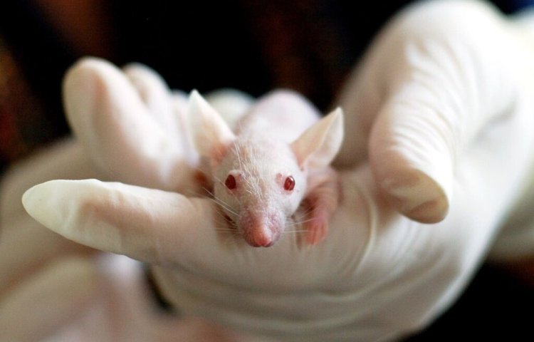 Экспериментальный гель убивает 100% опухолей мозга у мышей