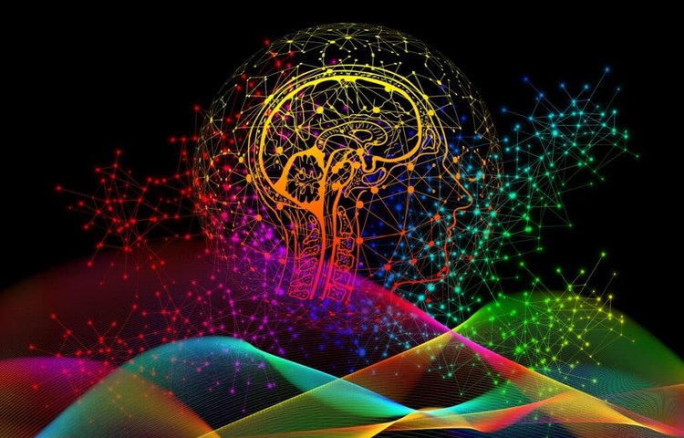 Тайна связи разума и тела наконец-то раскрыта? Открытие новой сети в моторной коре головного мозга