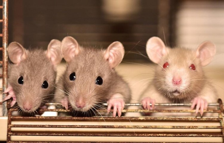 Регулярное употребление газировки значительно ухудшает память у крыс