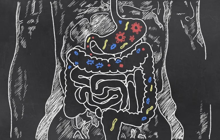 Как кишечные бактерии конкурируют друг с другом, чтобы остаться в кишечнике?