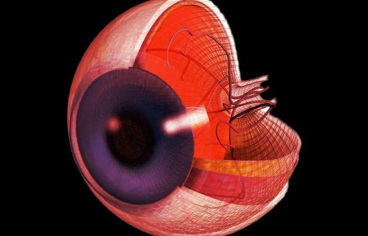 Исследователи возвращают к жизни клетки человеческого глаза, меняя наше представление о смерти