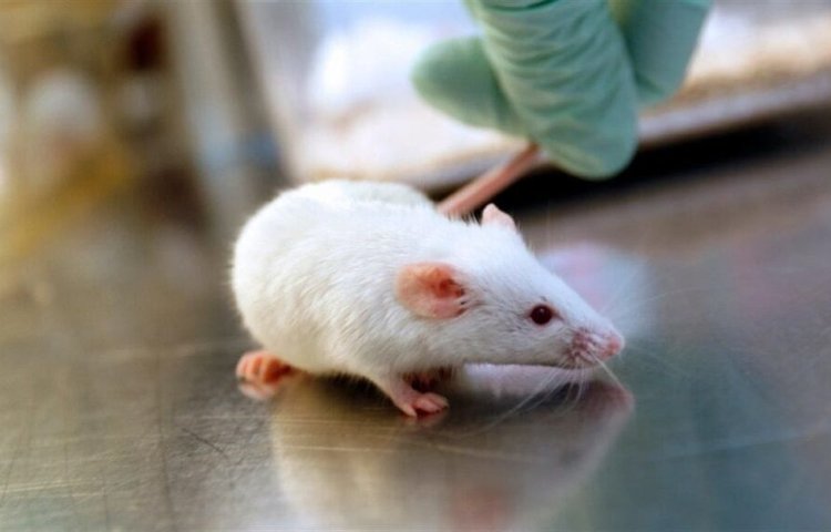 Мозговая жидкость молодых мышей омолодила мозг старых мышей