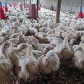 Птичий грипп H3N8: первый случай заболевания человека обнаружен в Китае