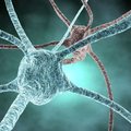 Ученым удалось создать синтетические биосовместимые нейроны
