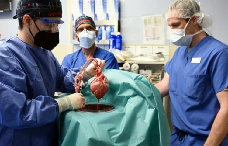 Умер пациент, которому впервые пересадили сердце свиньи