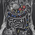 Что такое бактерии кишечника и почему они важны?