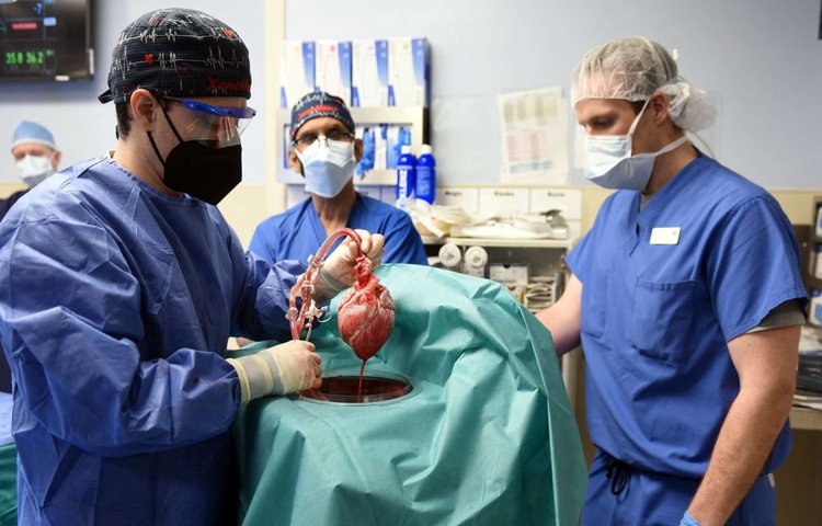 Первая успешная пересадка генетически модифицированного свиного сердца человеку