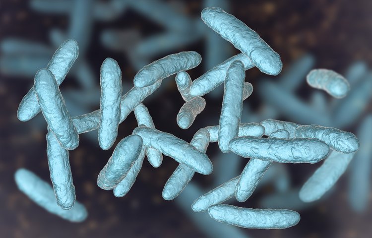 Могут ли кишечные бактерии бороться со старостью?