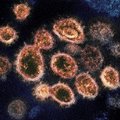 Новый коронавирус, похожий на SARS-CoV-2, обнаружен в Великобритании!