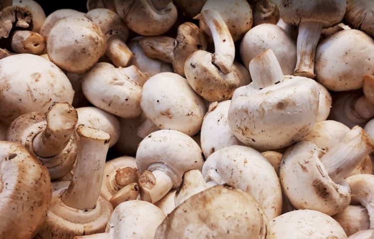 Согласно исследованию, ежедневное употребление грибов может снизить риск развития рака в два раза!