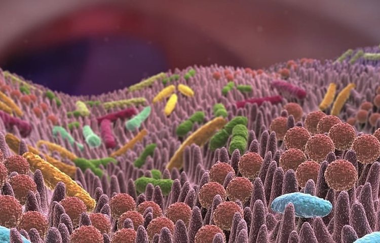 Что влияет на наш микробиом?