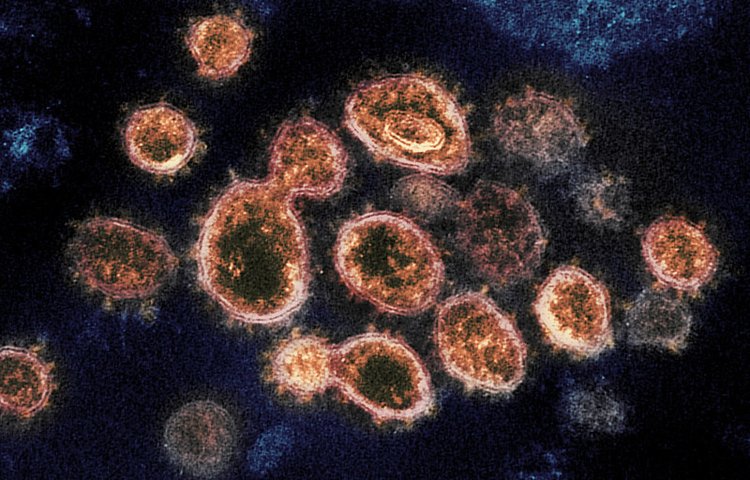 Covid-19: иммунитет после заражения может длиться не менее 8 месяцев!