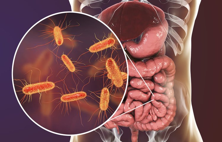 Как кишечные бактерии помогают пищеварению?