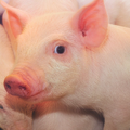Резервная печень, выращенная в лимфатических узлах свиней с заболеванием печени