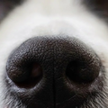Собаки обнаруживают Covid-19 с вероятностью успеха 94%