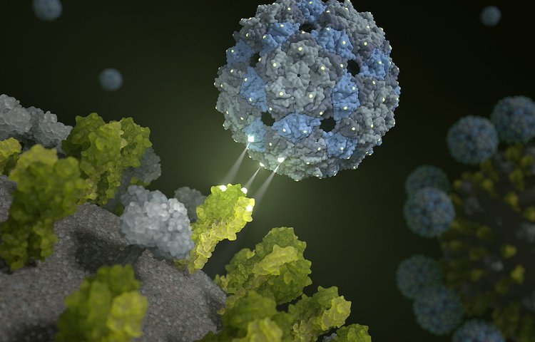 Безвредный вирус борется с гриппом, имитируя клетки легких