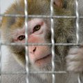 У приматов обнаружены антитела после заражения Covid-19