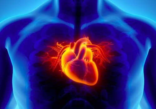 Клетки сердца впервые пересажены у людей