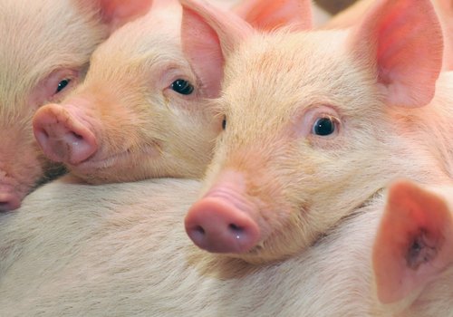 Редактирование генов CRISPR устраняет мышечную дистрофию у свиней