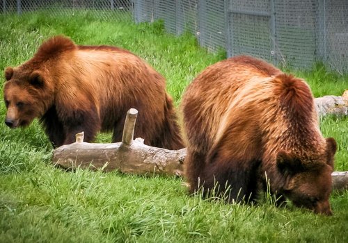 Спящие медведи дают представление о борьбе с атрофией мышц