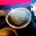 Новый многообещающий антибиотик обнаружен в микробиоме кишечника червя