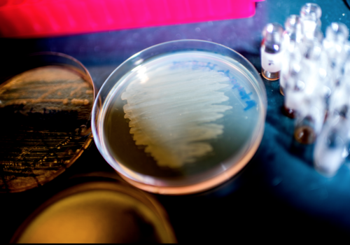 Новый многообещающий антибиотик обнаружен в микробиоме кишечника червя