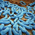 Разница между бактериями и вирусами