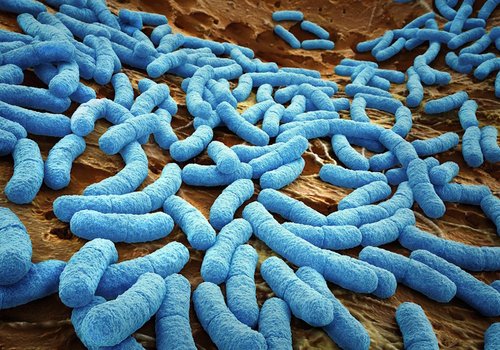 Разница между бактериями и вирусами
