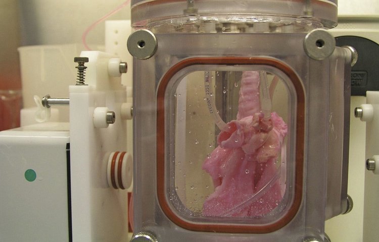 Ученые дают свиньям новые искусственные легкие