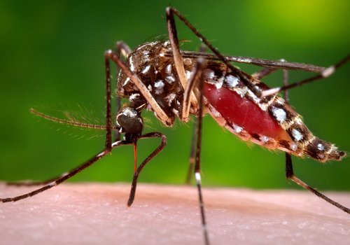 10 разных видов комаров - И болезни, которые они несут