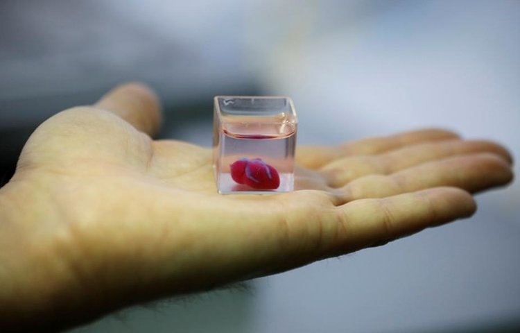 Израильские ученые представляют миниатюрное напечатанное 3D сердце