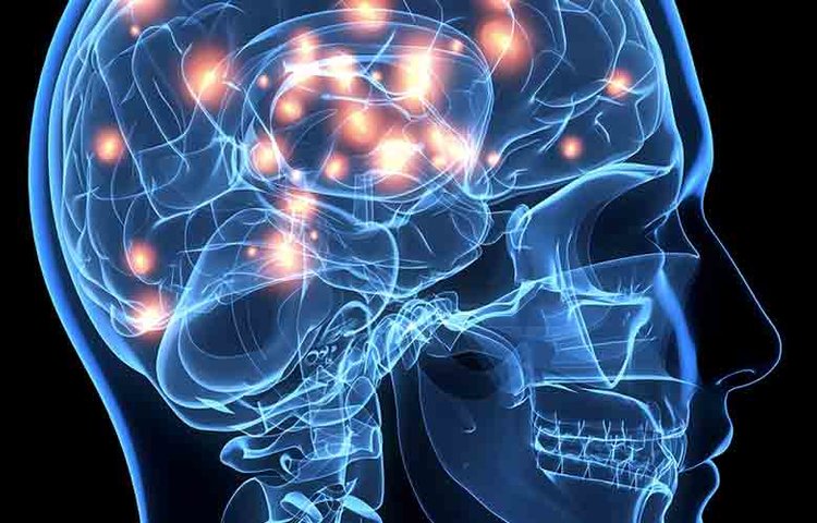 Здоровый мозг производит новые нейроны на протяжении всей жизни